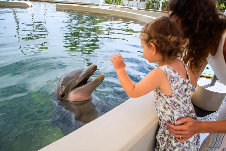 Sea Life Park Hawaii - Dolphin Aloha